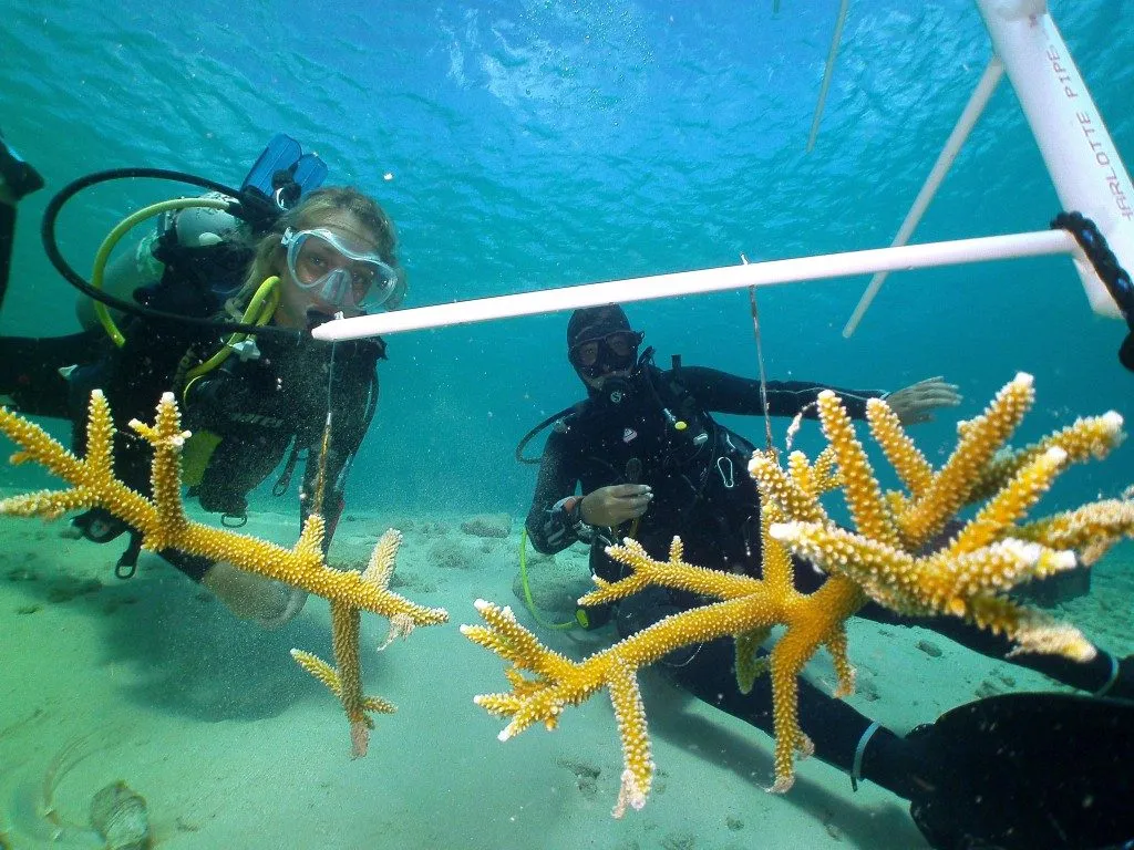 Coral Nursery, photo 11