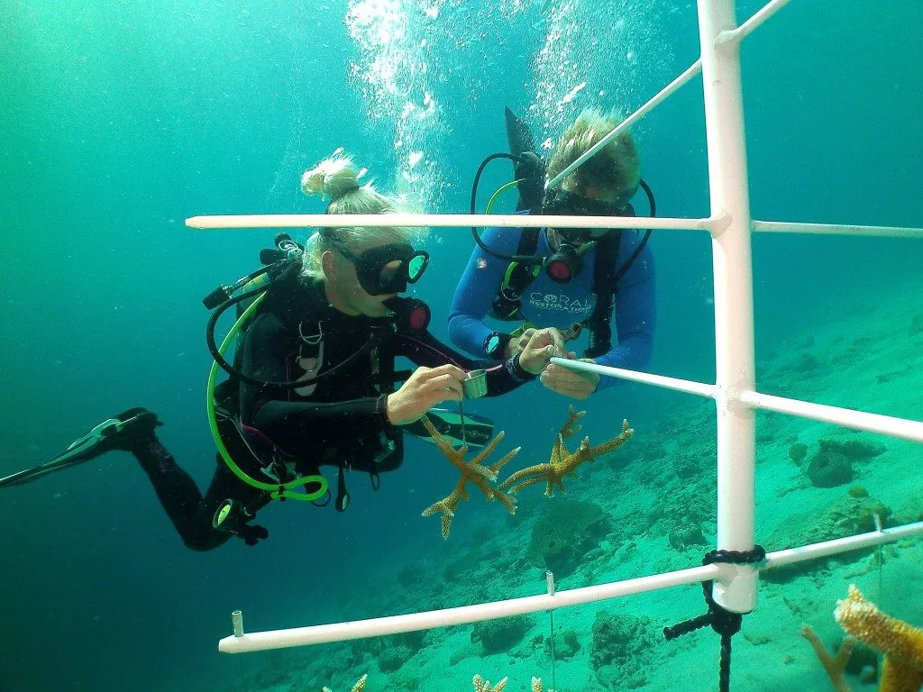 Coral Nursery, photo 10