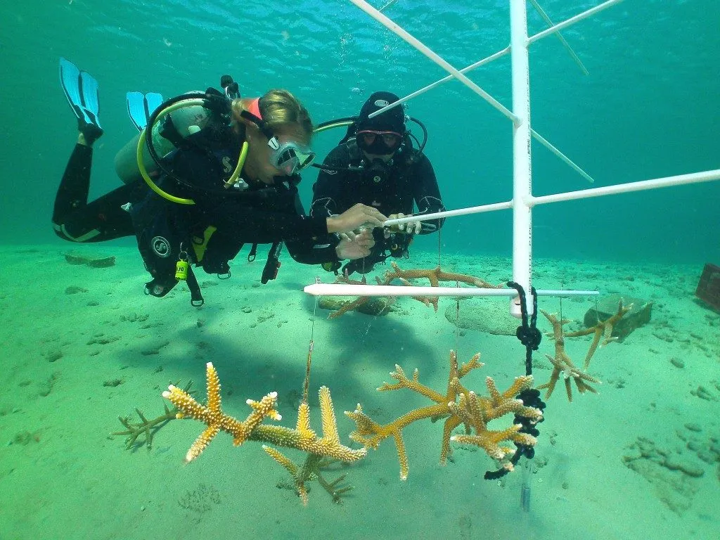Coral Nursery, photo 9