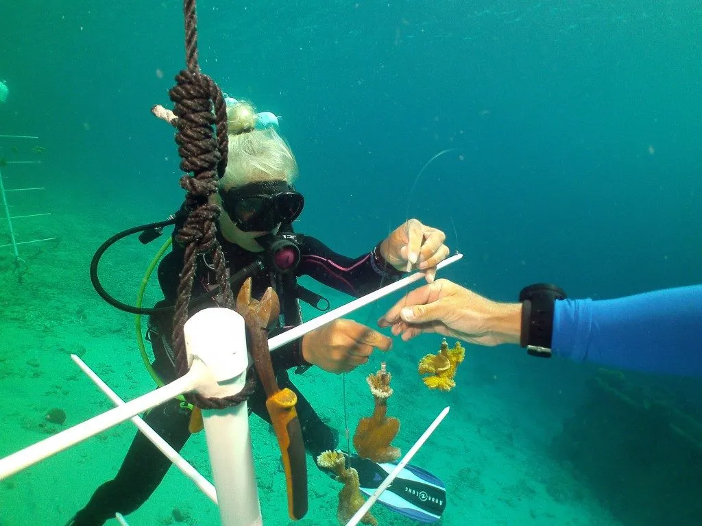 Coral Nursery, photo 8