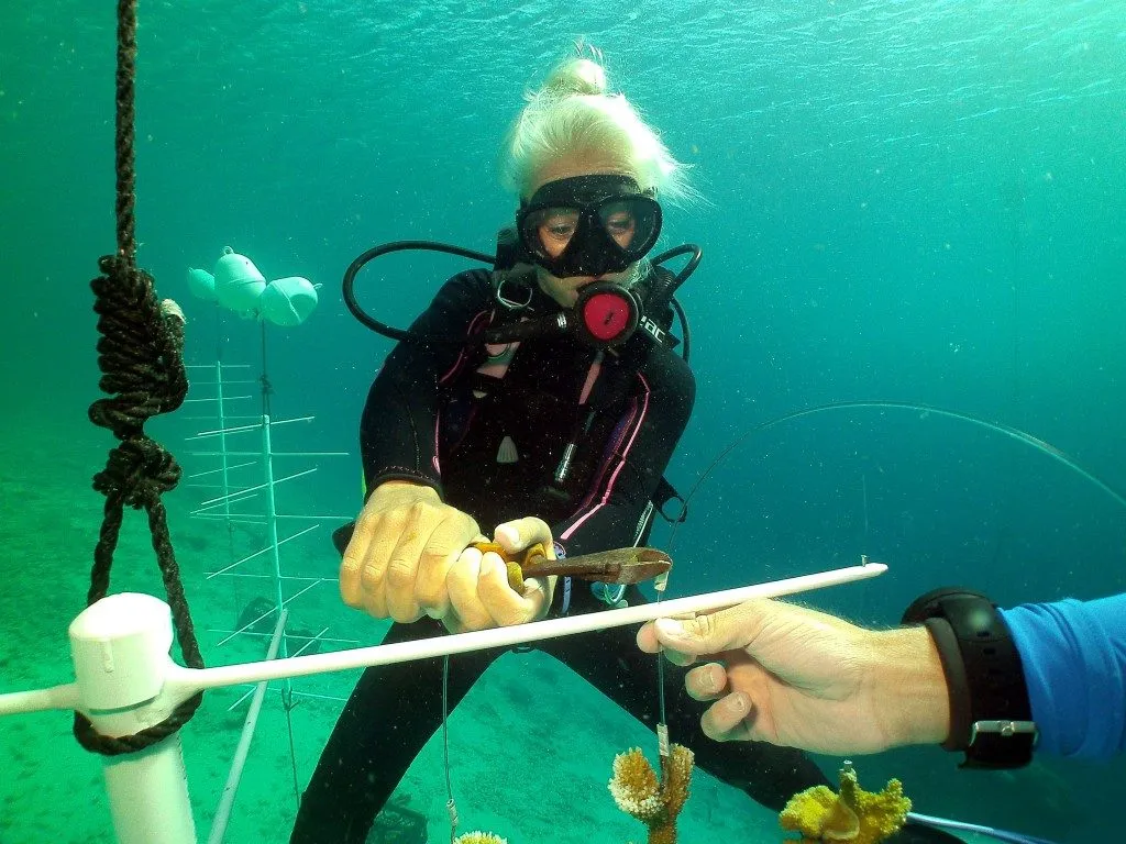 Coral Nursery, photo 7