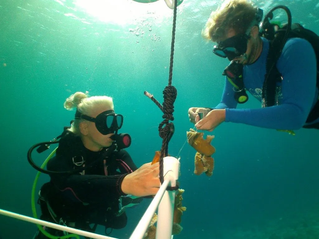 Coral Nursery, photo 6
