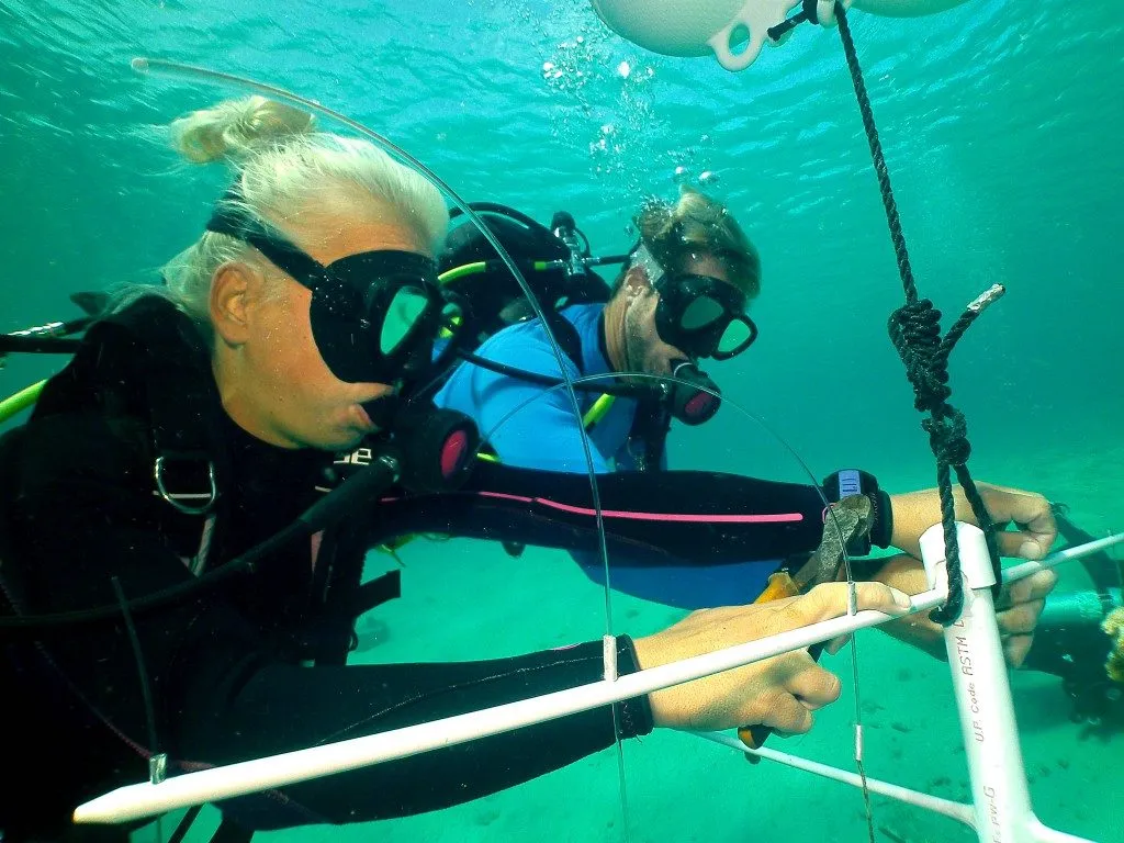 Coral Nursery, photo 5