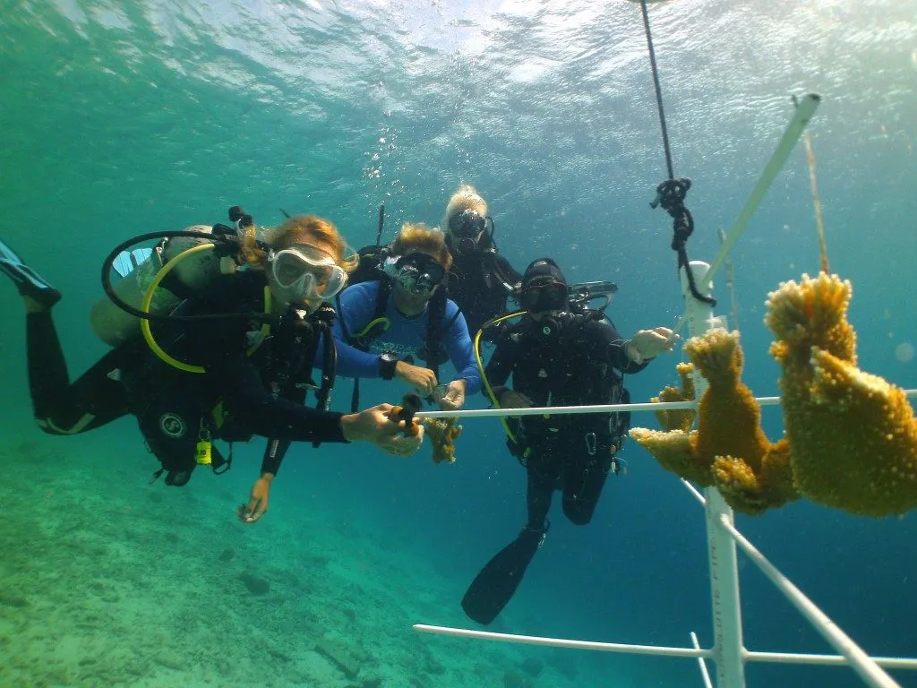 Coral Nursery, photo 4