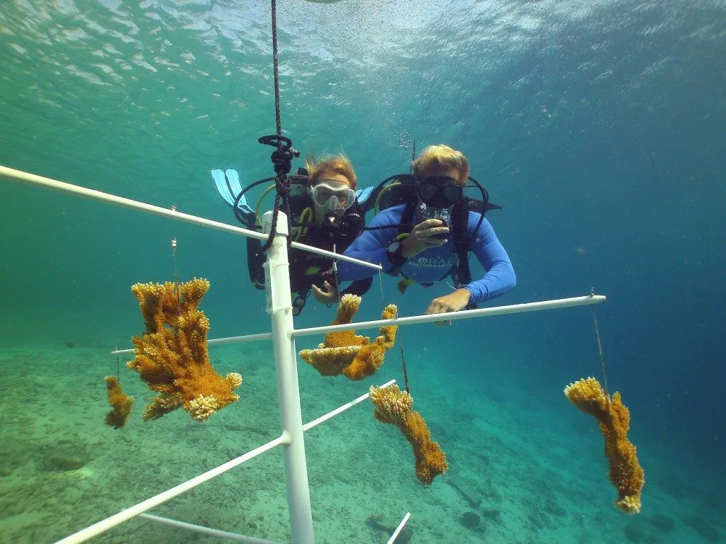Coral Nursery, photo 2