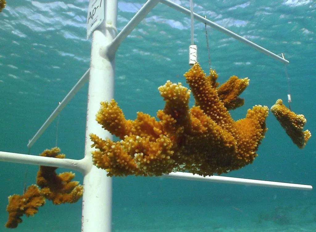 Coral Nursery, photo 1