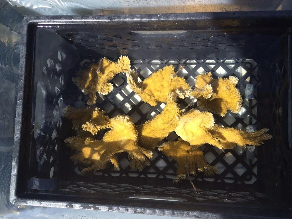 Coral Nursery, photo 16