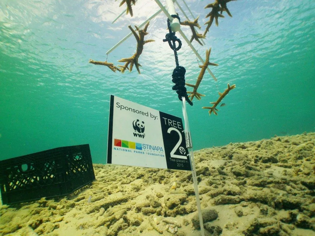 Coral Nursery, photo 14