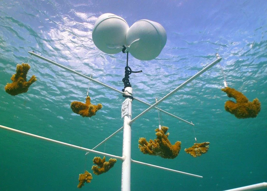 Coral Nursery, photo 12