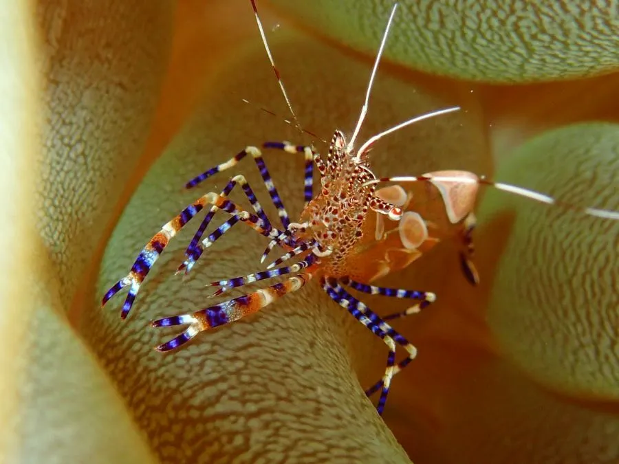 Cleaner shrimp in Bonaire