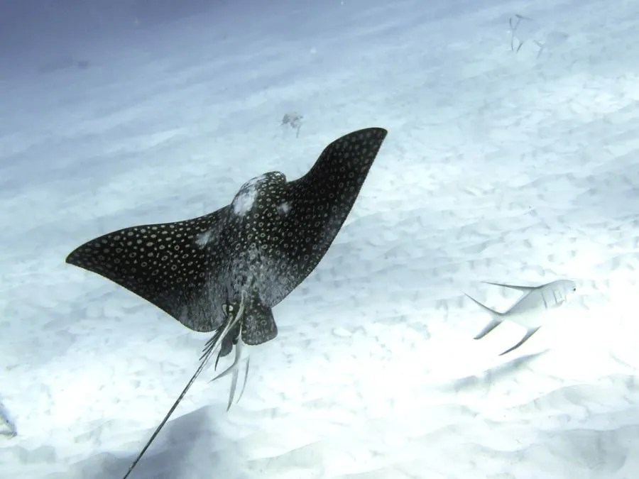 Spotted eagle ray in Bonaire
