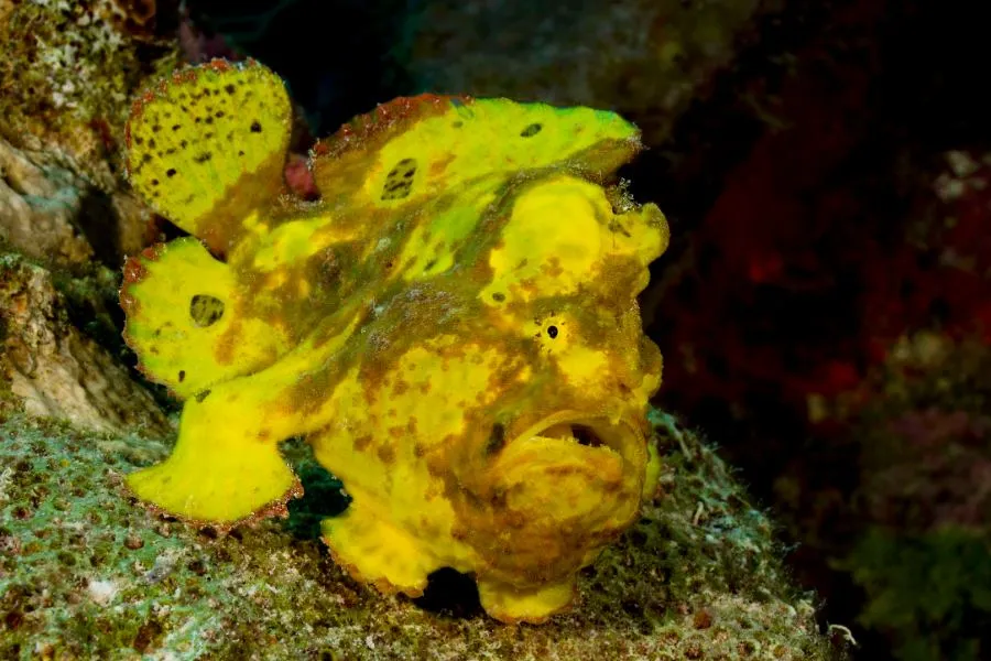 Frogfish in Bonaire