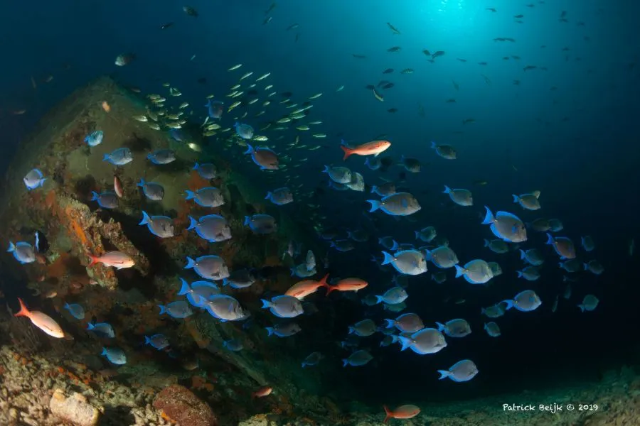 School of fish on a Bonaire reef