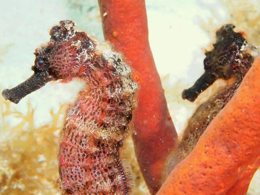 Seahorse in Bonaire