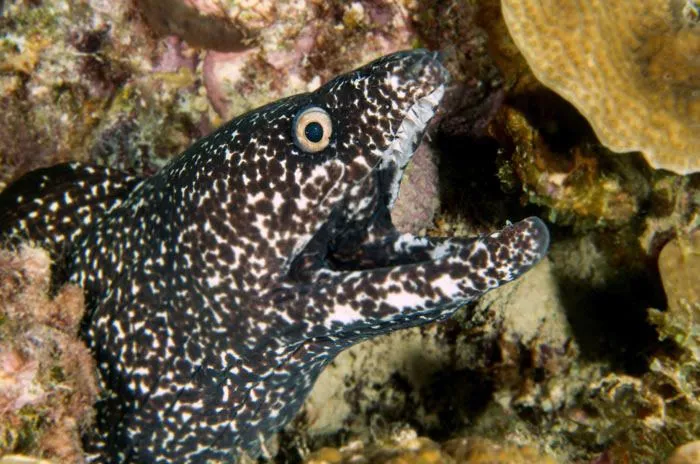 Spotted moray eel in Bonaire