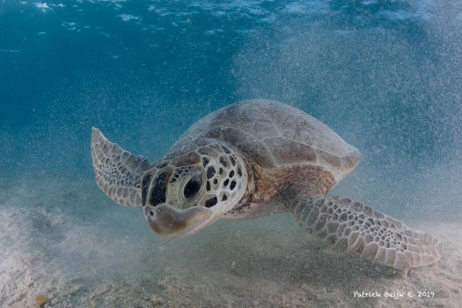 Sea turtle on the reef in Bonaire